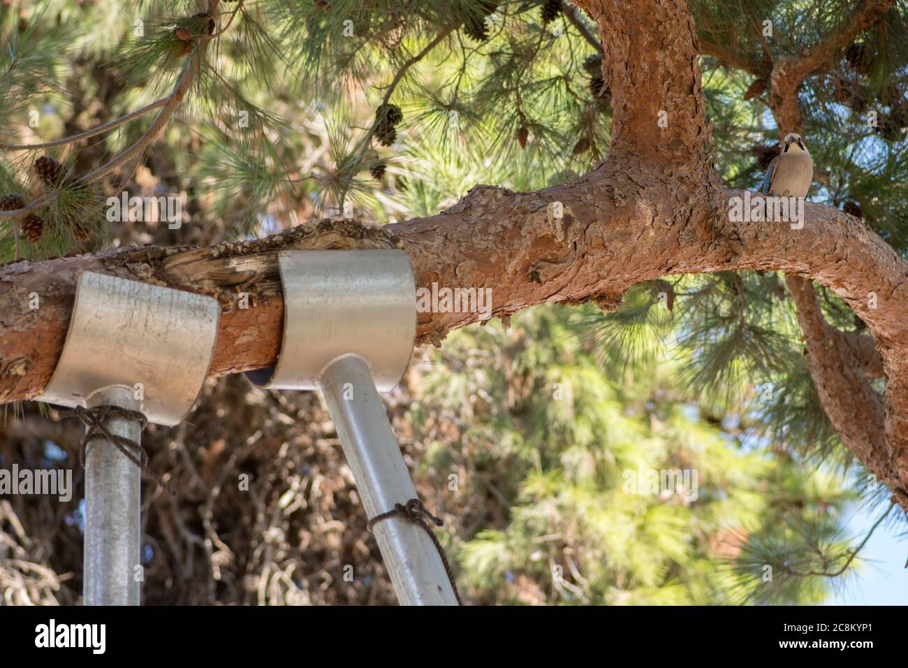 Support d'arbre : branches de pin soutenues par des poteaux métalliques Banque D'Images