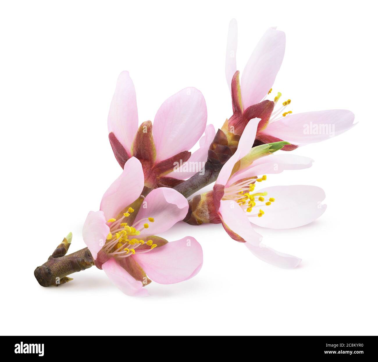 Fleurs d'amandier de printemps Banque d'images détourées - Alamy