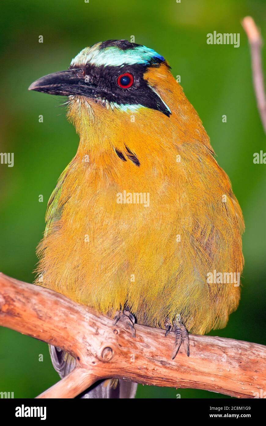 Motmot à couronne bleue, Momotus coeruliceps Banque D'Images