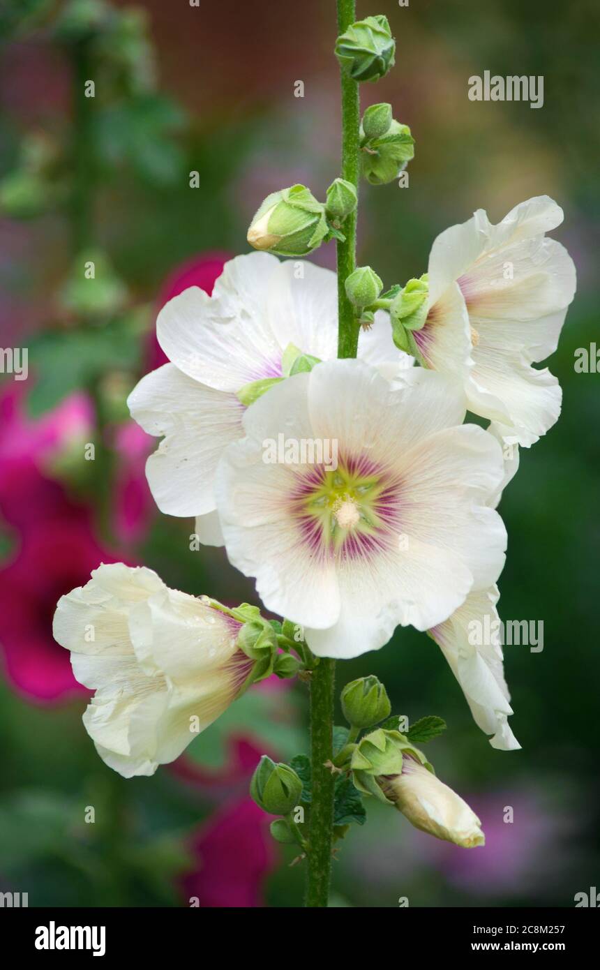 Gros plan sur les fleurs de la malow blanche. Banque D'Images