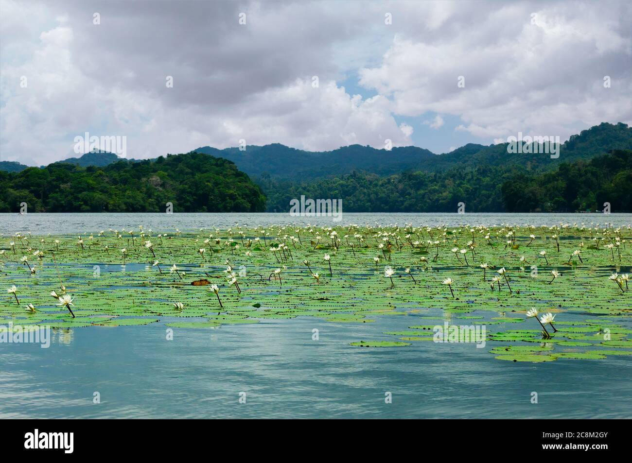 Nénuphars (Nymphea amplia) sur le Rio Dulce. À San Tomas de Castilla, Guatemala, Amérique centrale Banque D'Images