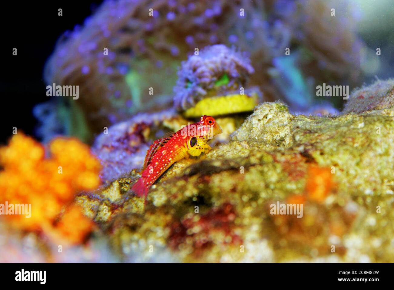 Le poisson rouge de rubis Dragonet est un ajout naturel incroyable dans chaque aquarium reef Banque D'Images