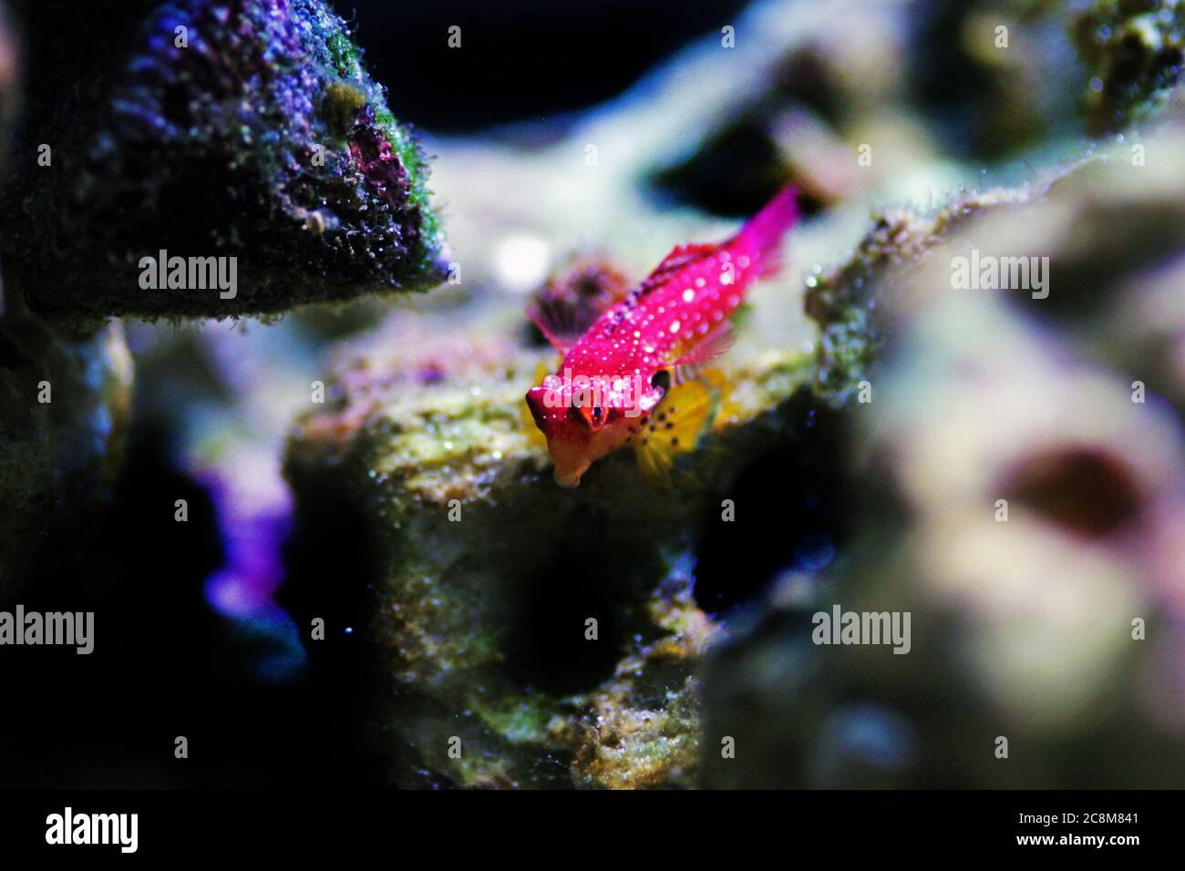 Le poisson rouge de rubis Dragonet est un ajout naturel incroyable dans chaque aquarium reef Banque D'Images
