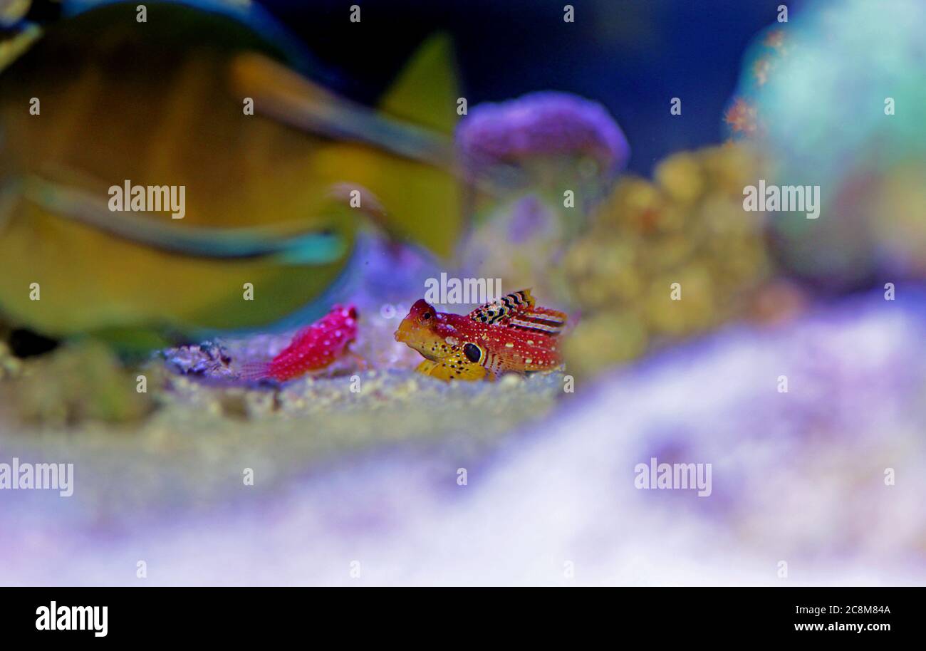 Le poisson rouge de rubis Dragonet est un ajout naturel incroyable dans chaque aquarium reef Banque D'Images