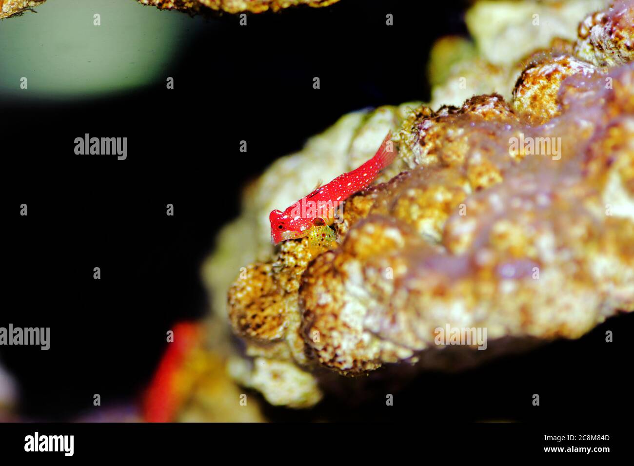 Le poisson rouge de rubis Dragonet est un ajout naturel incroyable dans chaque aquarium reef Banque D'Images