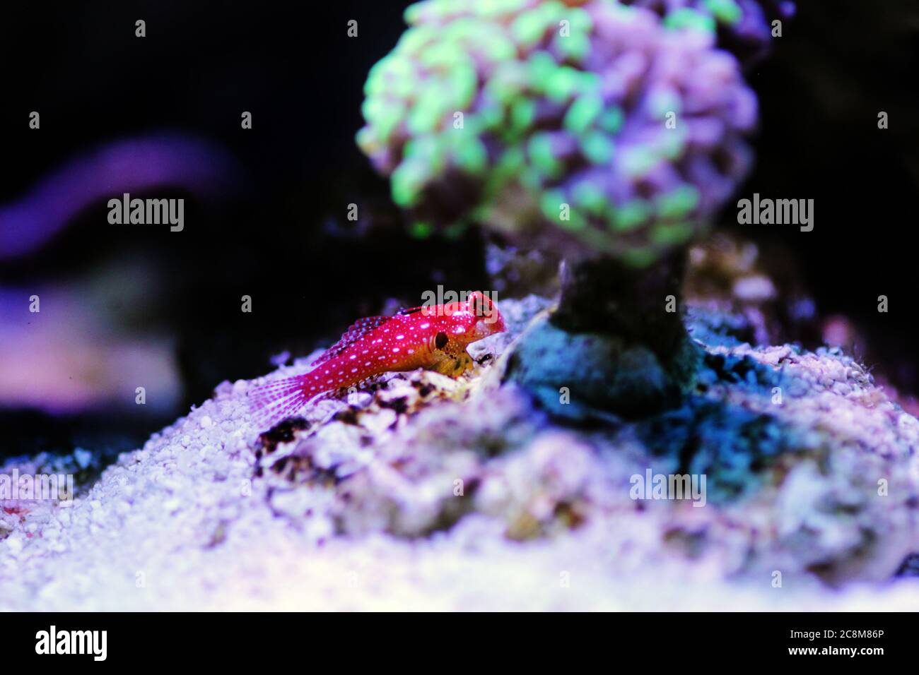 Le poisson rouge de rubis Dragonet est un ajout naturel incroyable dans chaque aquarium reef Banque D'Images