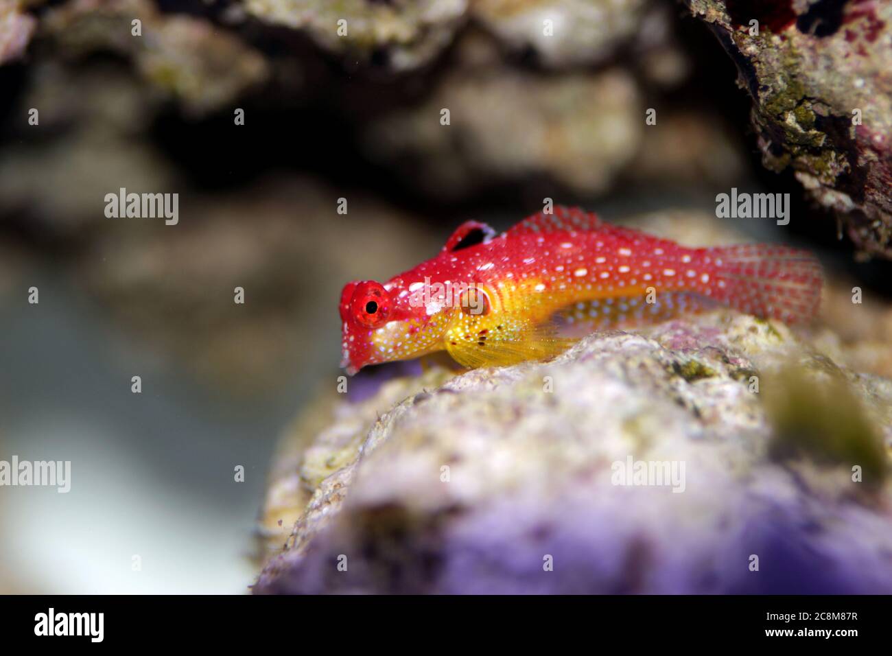 Le poisson rouge de rubis Dragonet est un ajout naturel incroyable dans chaque aquarium reef Banque D'Images