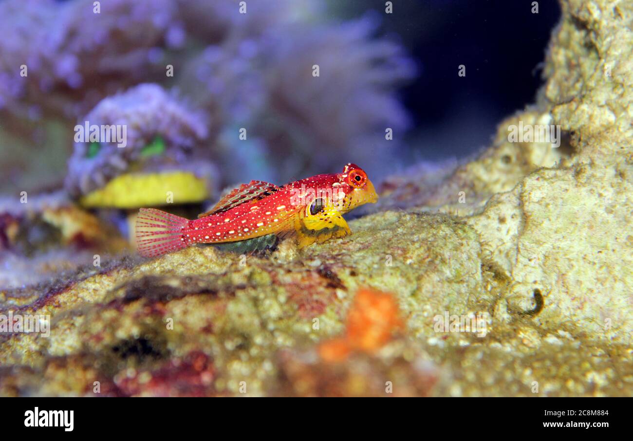 Le poisson rouge de rubis Dragonet est un ajout naturel incroyable dans chaque aquarium reef Banque D'Images
