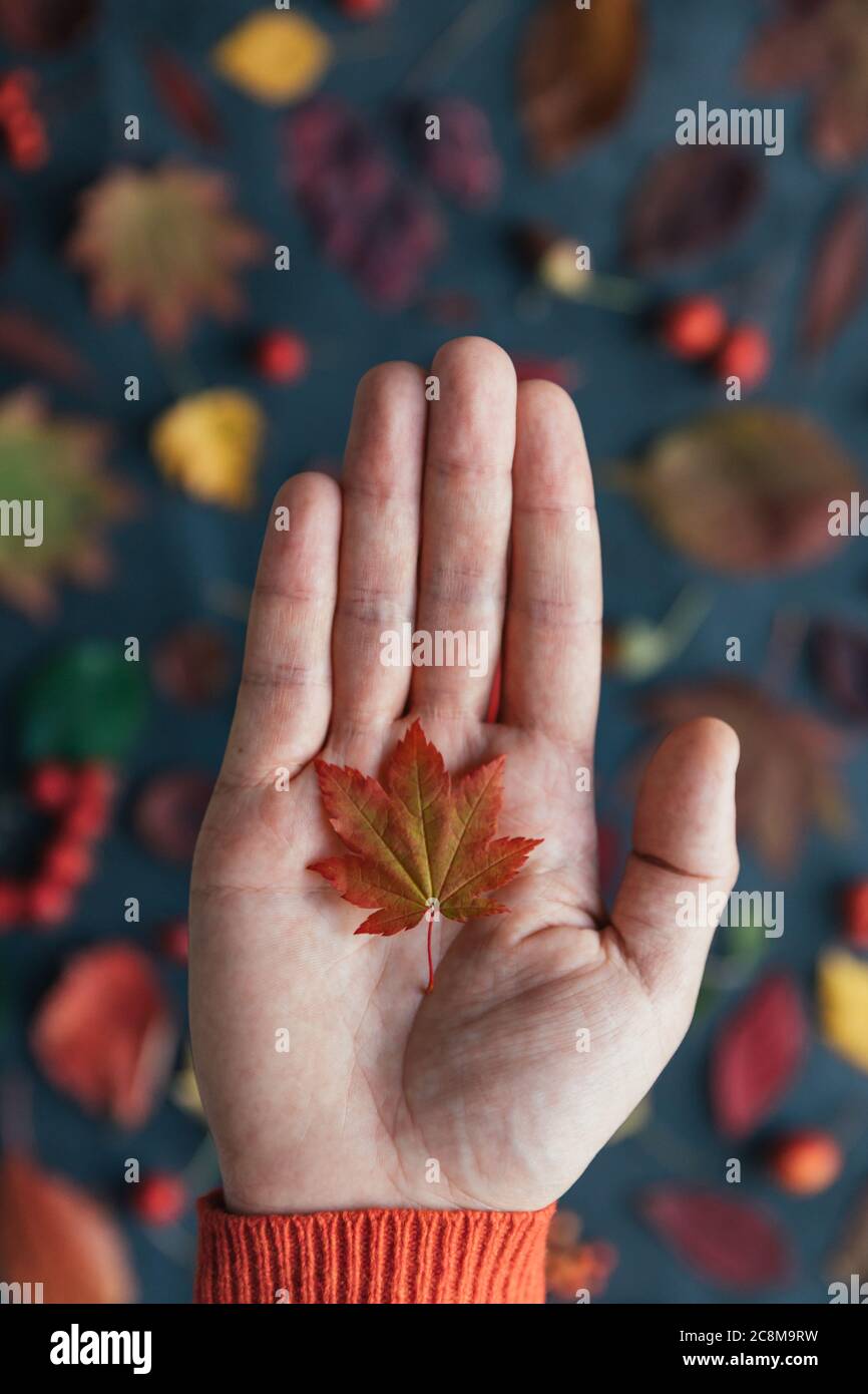 Gros plan de petite feuille d'érable rouge du japon couché sur la paume de l'homme, automne flou feuilles colorées sur fond, vertical, vue du dessus. Banque D'Images