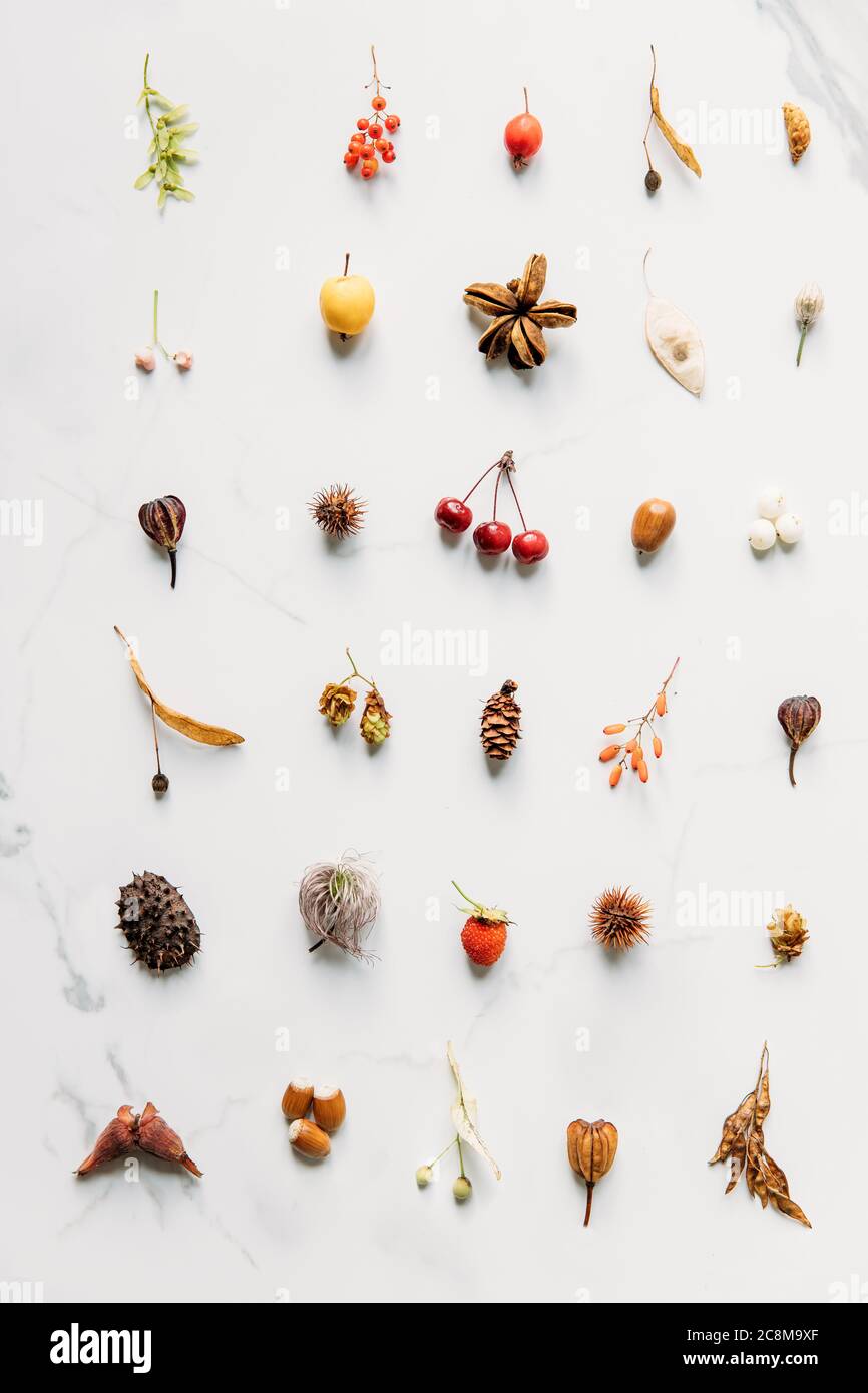 Composition d'automne. Vue de dessus de baies sauvages d'automne, inflorescences, boucles d'oreilles d'érable et de tilleul, châtaigne piquée, noisettes, corne, cône, framboise, Banque D'Images