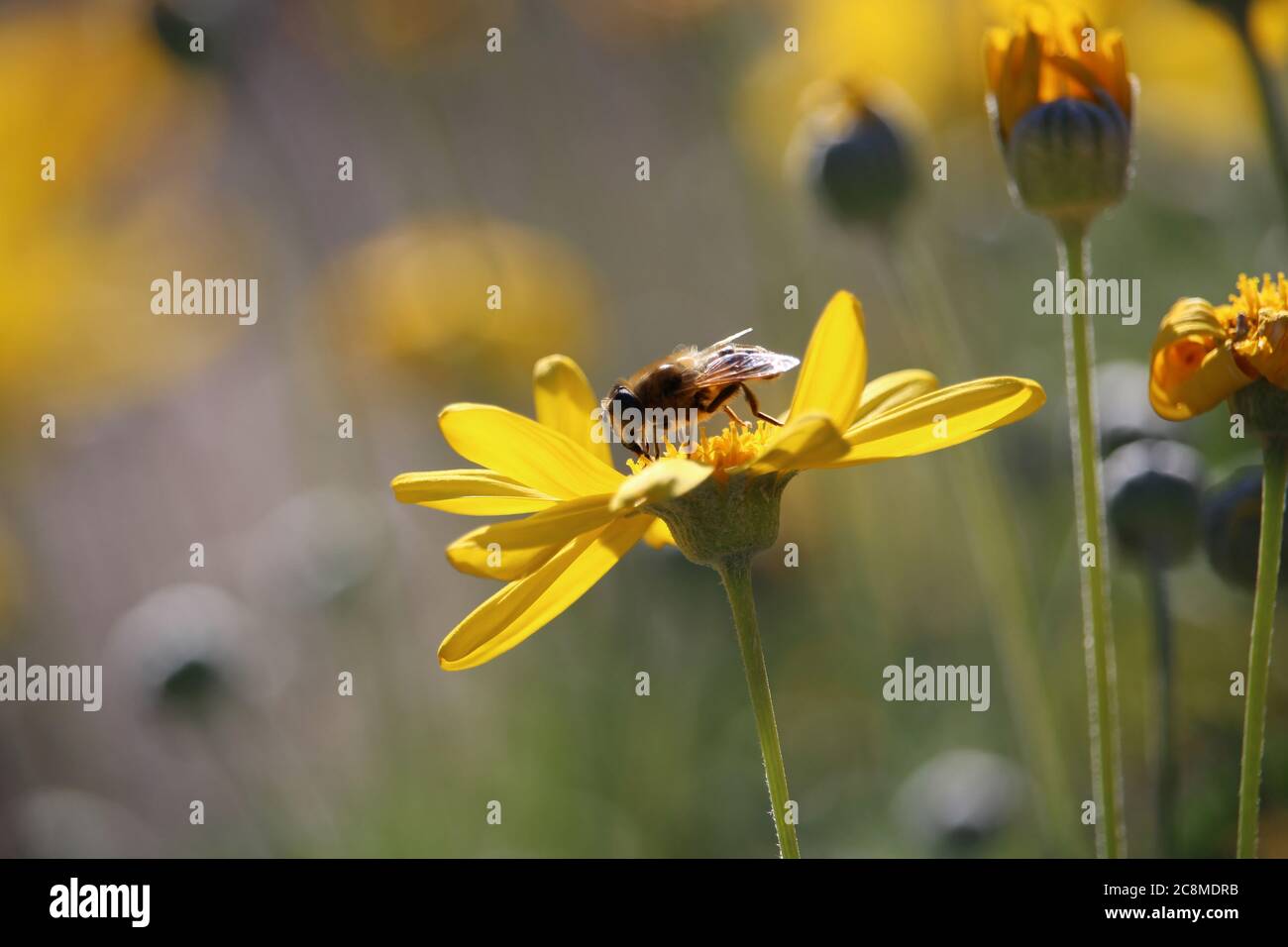 Mouche commune de Drone (Eristalis tenax) nectar se nourrissant sur la fleur de la pâquerette, Australie méridionale Banque D'Images