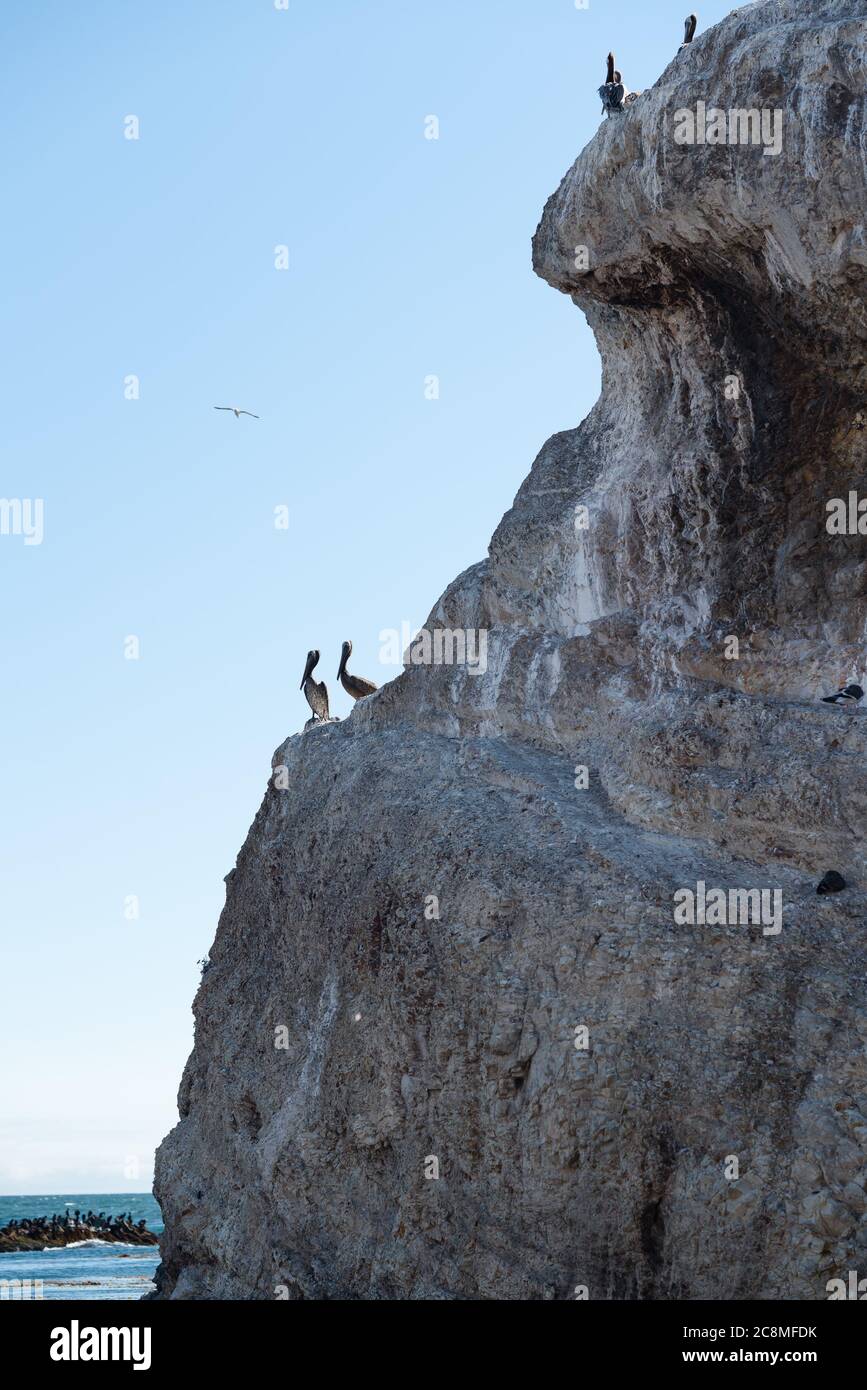 Pélicans sur un Cliff Top. Vue depuis Margo Dodd Park Beach, Californie Banque D'Images