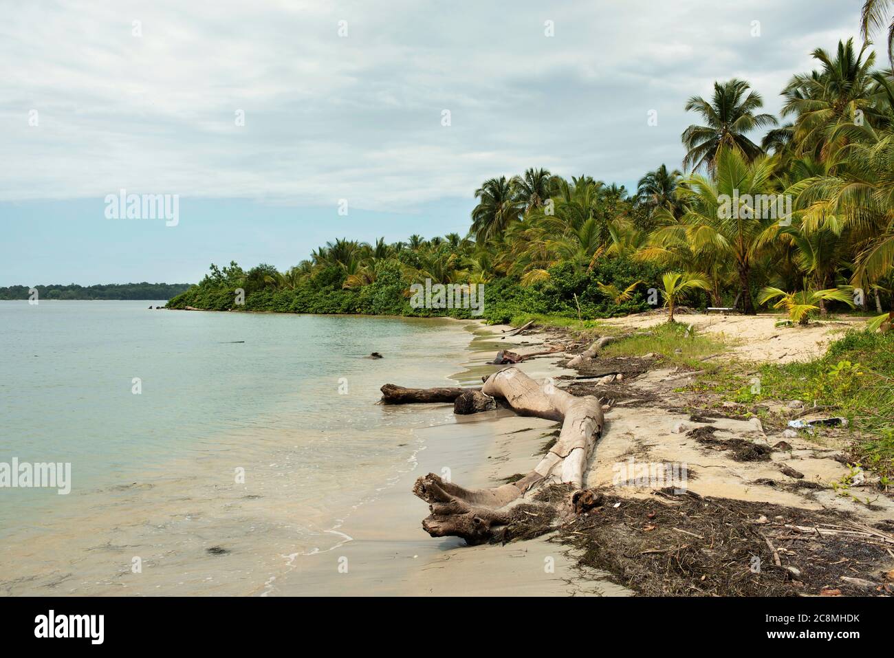 Driftwood sur Starfish Beach, Isla Colon, province de Bocas del Toro, Panama Banque D'Images