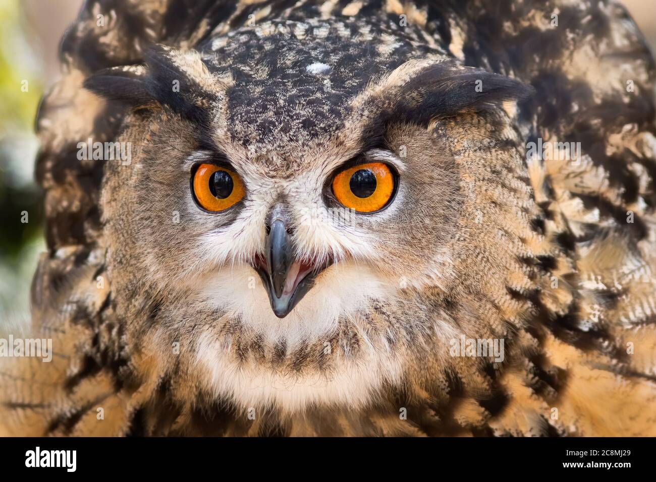 Un portrait de la chouette de l'aigle eurasien de près. Banque D'Images