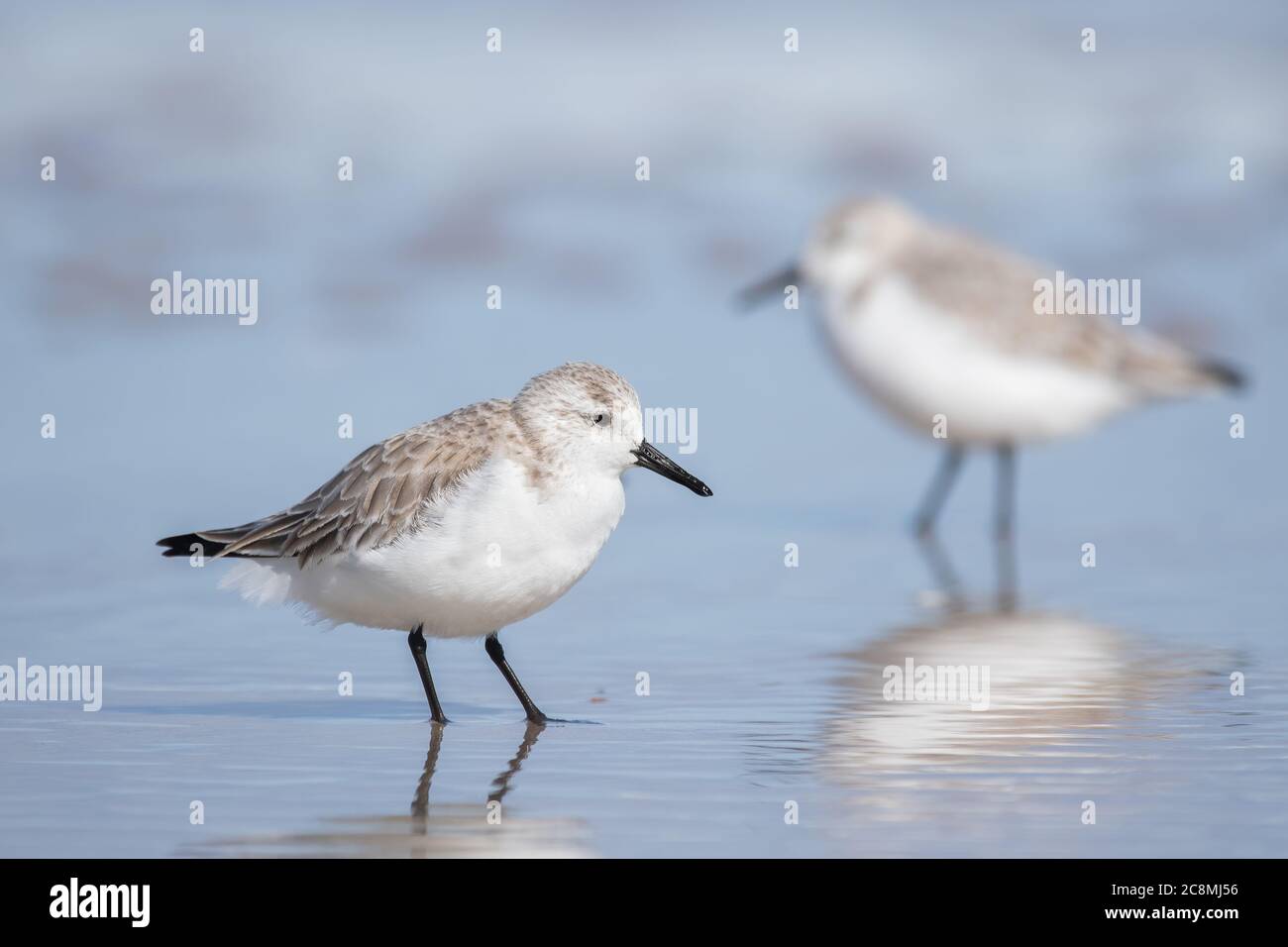 Un sanderling à la recherche de l'eau à Canaveral. Banque D'Images
