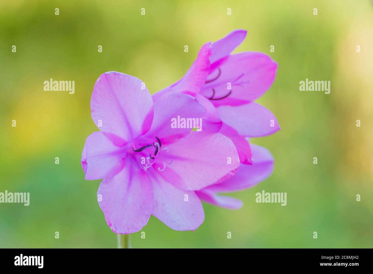 Gladiolus illuricus fleur vue rapprochée à l'extérieur Banque D'Images