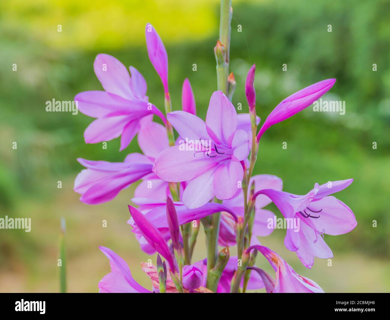 gladiolus fleurit dans un pré en plein air en été Banque D'Images