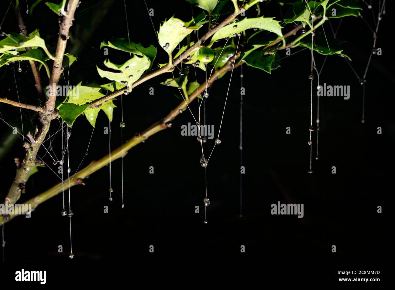 Les périoles des champignons de nidification des oiseaux (Cyathus striatus) penchent de la végétation après l'éjection des tasses de barbotage par les raindrops - Brevard, Caroline du Nord, États-Unis Banque D'Images