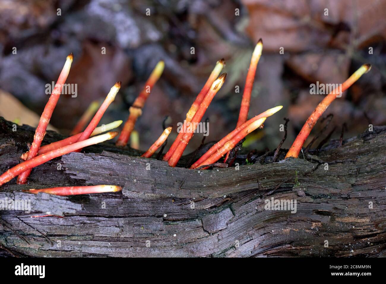 Groupe de champignons Stinkhorn élégants (Mutinus elegans) - Forêt nationale de Pisgah, Brevard, Caroline du Nord, États-Unis Banque D'Images