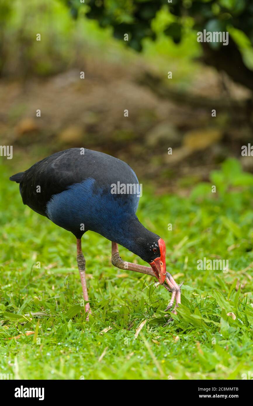 Portrait comportemental d'un marécages Australasien (pukeko en maori) Porphyrio melanotus se nourrissant sur des tiges d'herbe à Yungaburra, Queensland, Australie. Banque D'Images