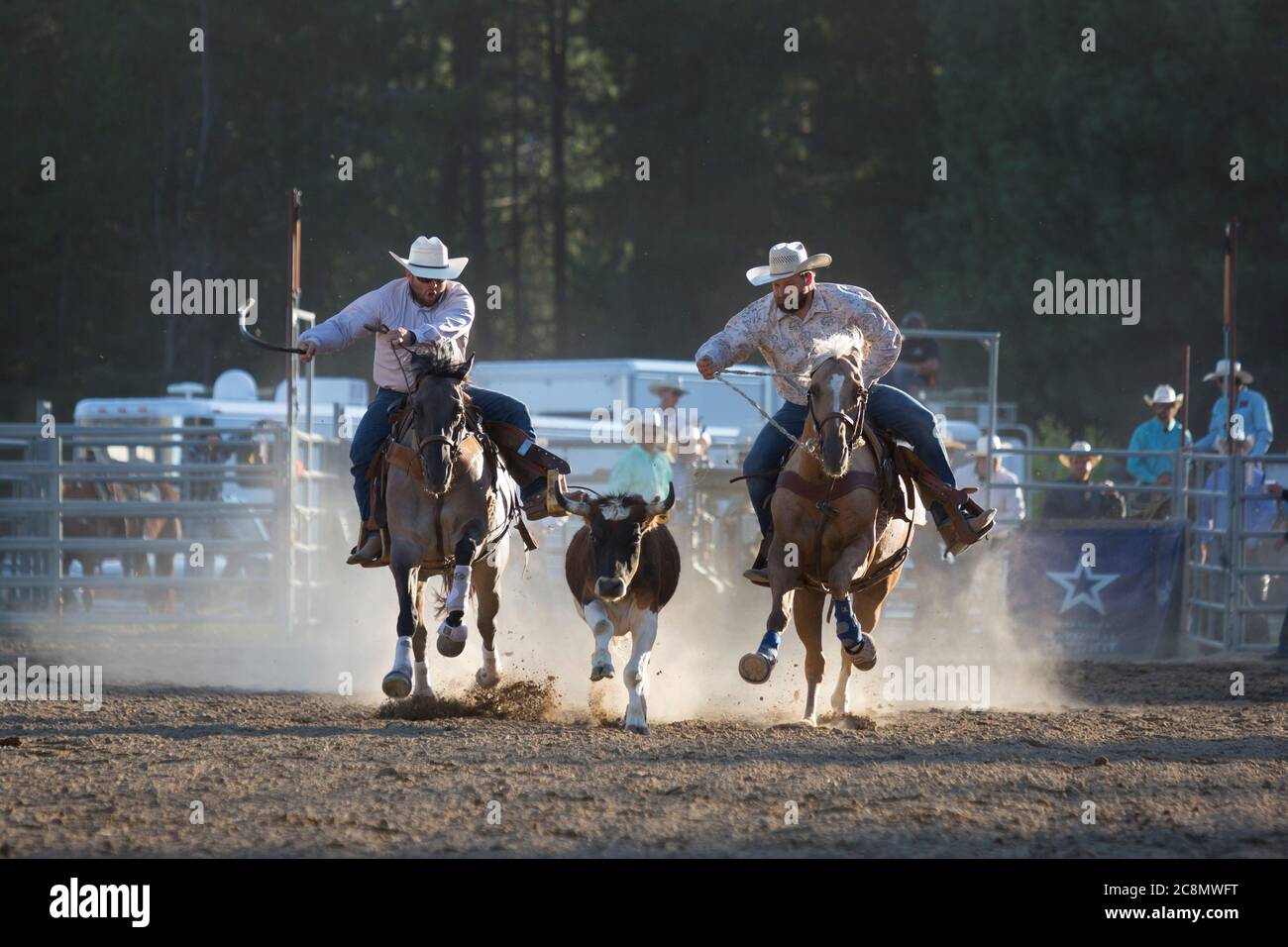 Un cowboy participe à l'événement de lutte de braconne (bouldogging) au Kootenai River Stampede à Libby, Montana, le vendredi 24 juillet 2020. Le rodéo annuel a été organisé avec des mesures de sécurité supplémentaires en place en raison de la montée des cas de COVID-19 dans l'État. Banque D'Images