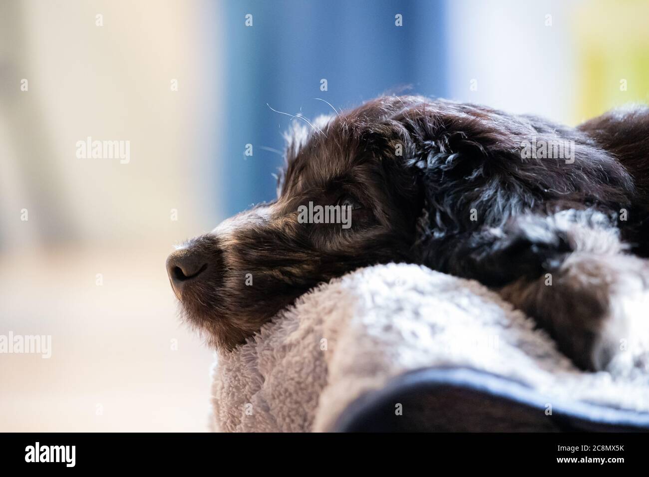 A Groodle Puppy - Golden Retriever et Labrador de la Croix du coolé Banque D'Images