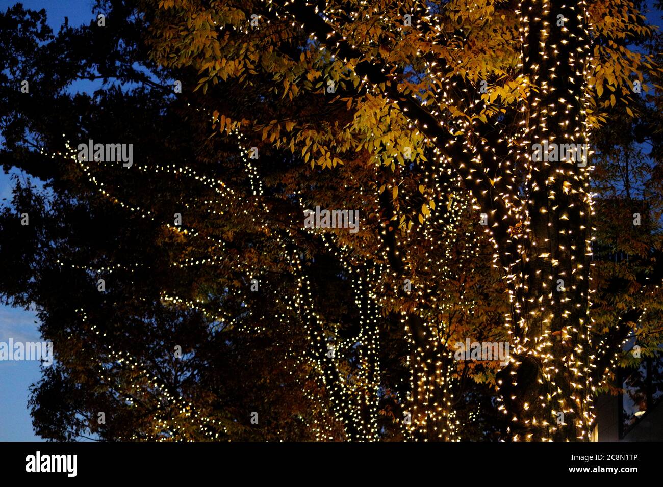 Illuminations de Noël qui décorent les arbres de bord de route de la ville Banque D'Images