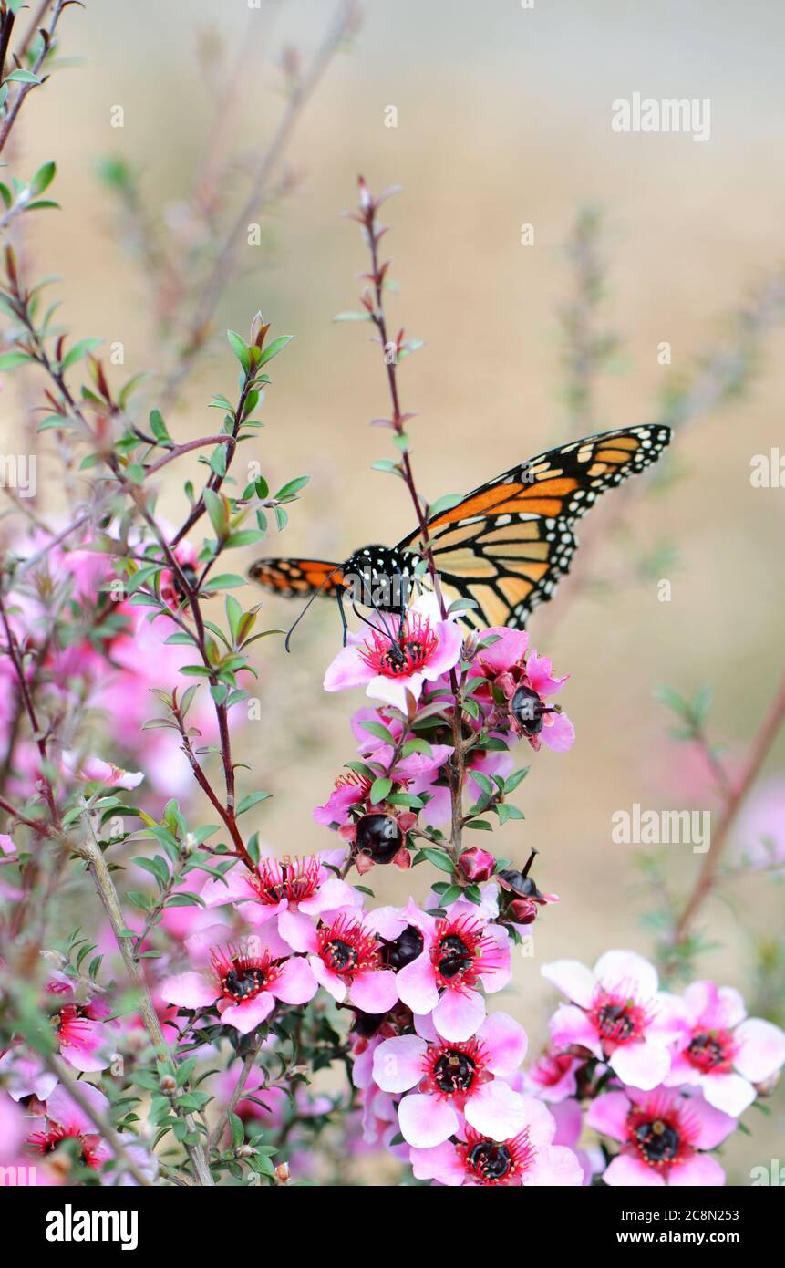 Monarque papillon, Danaus plexippus, se nourrissant d'une fleur de thé rose australienne, Leptospermum scoparium. Banque D'Images