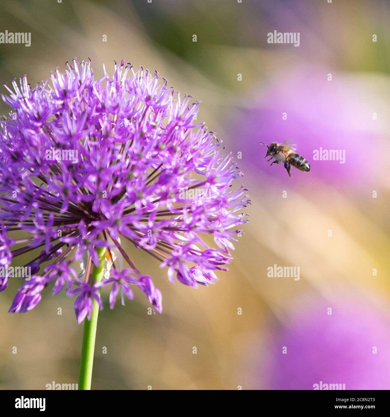 Allium hollandicum x sensation pourpre et abeille Banque D'Images