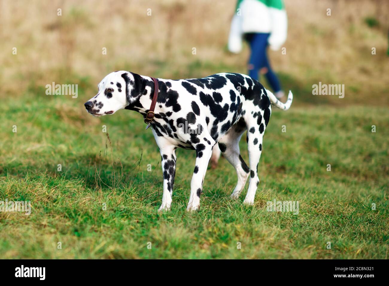 Dalmatian dehors pour une promenade à côté et courir dans le parc Banque D'Images