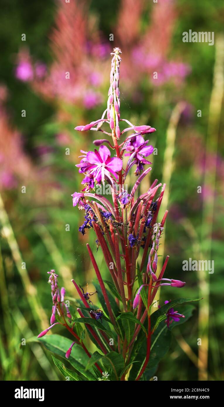 Plante sauvage de hedgerow à motif de feu-de-forêt Banque D'Images