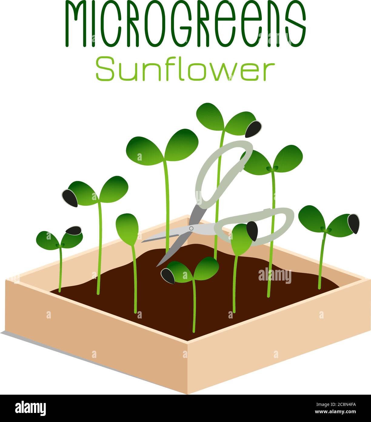 Tournesol Microgreens. Pousses dans un bol. Germination des graines d'une plante. Supplément de vitamine, nourriture végétalienne. Illustration de Vecteur