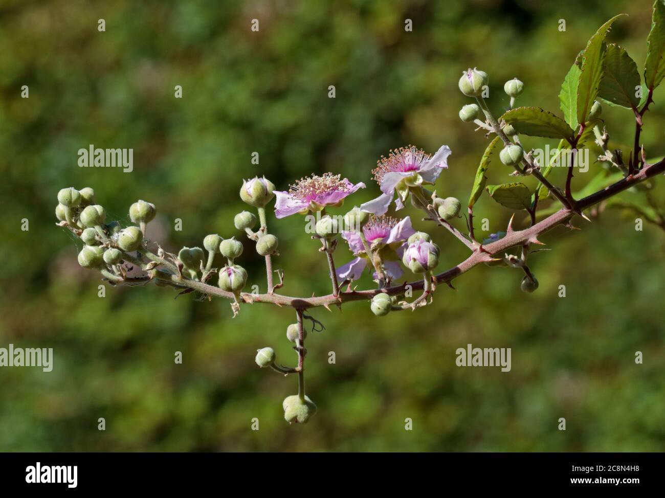 Fleurs Blackberry Banque D'Images