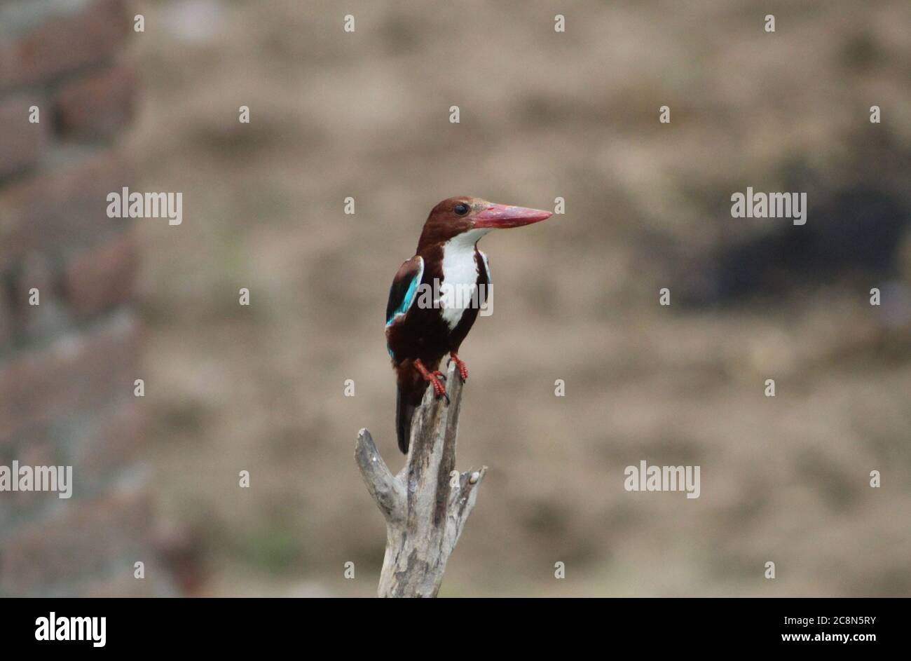Le Kingfisher à gorge blanche (Halcyon Smyrnensis) est aussi connu comme un kingfisher indien assis sur un arbre Banque D'Images