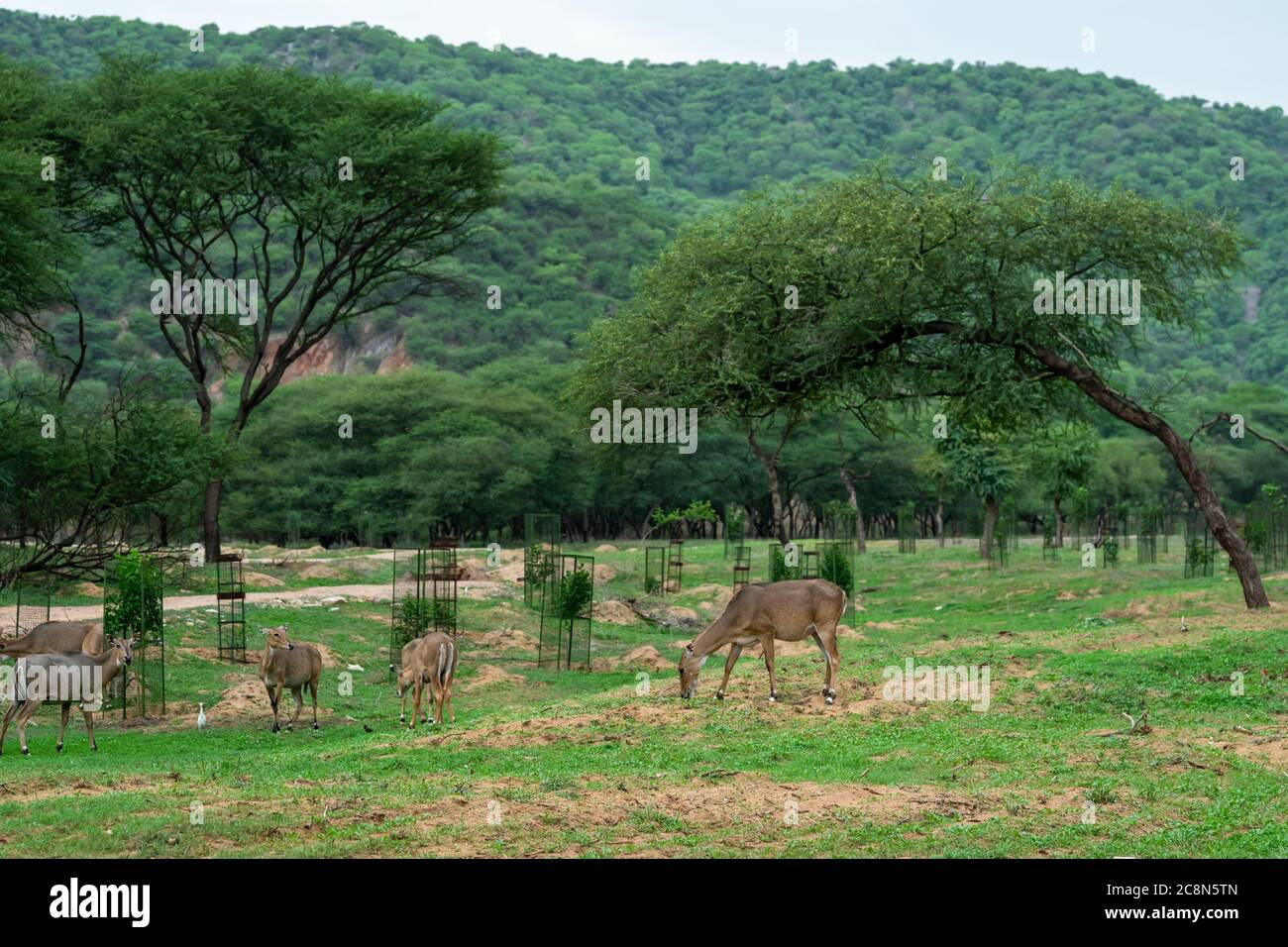 nilgai ou taureau bleu ou Boselaphus tragocamelus broutant l'herbe verte en saison de mousson avec paysage pittoresque de la réserve de léopards de jhalana Banque D'Images