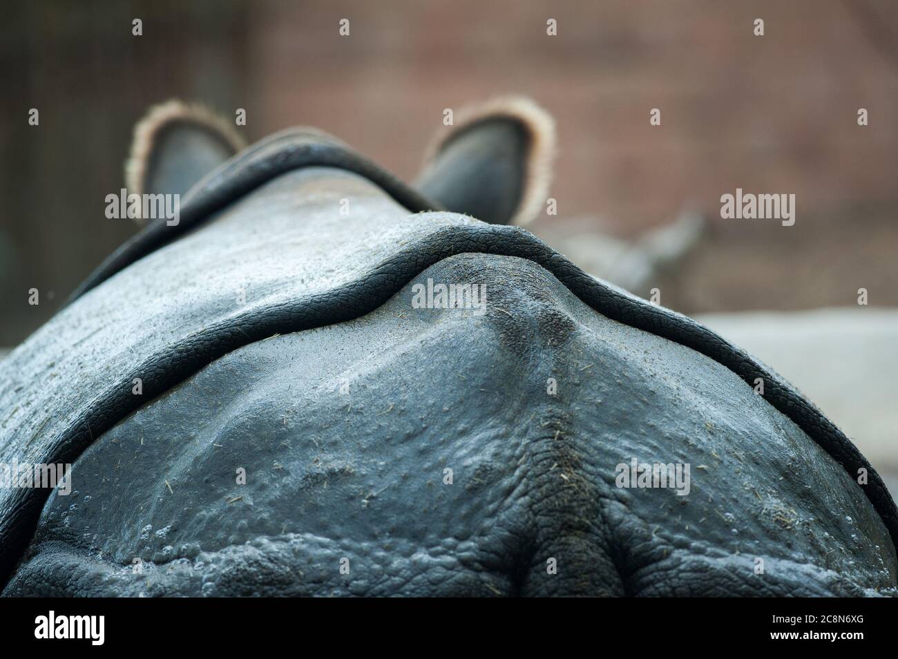 Rhino dos gros plan dans l'eau Banque D'Images