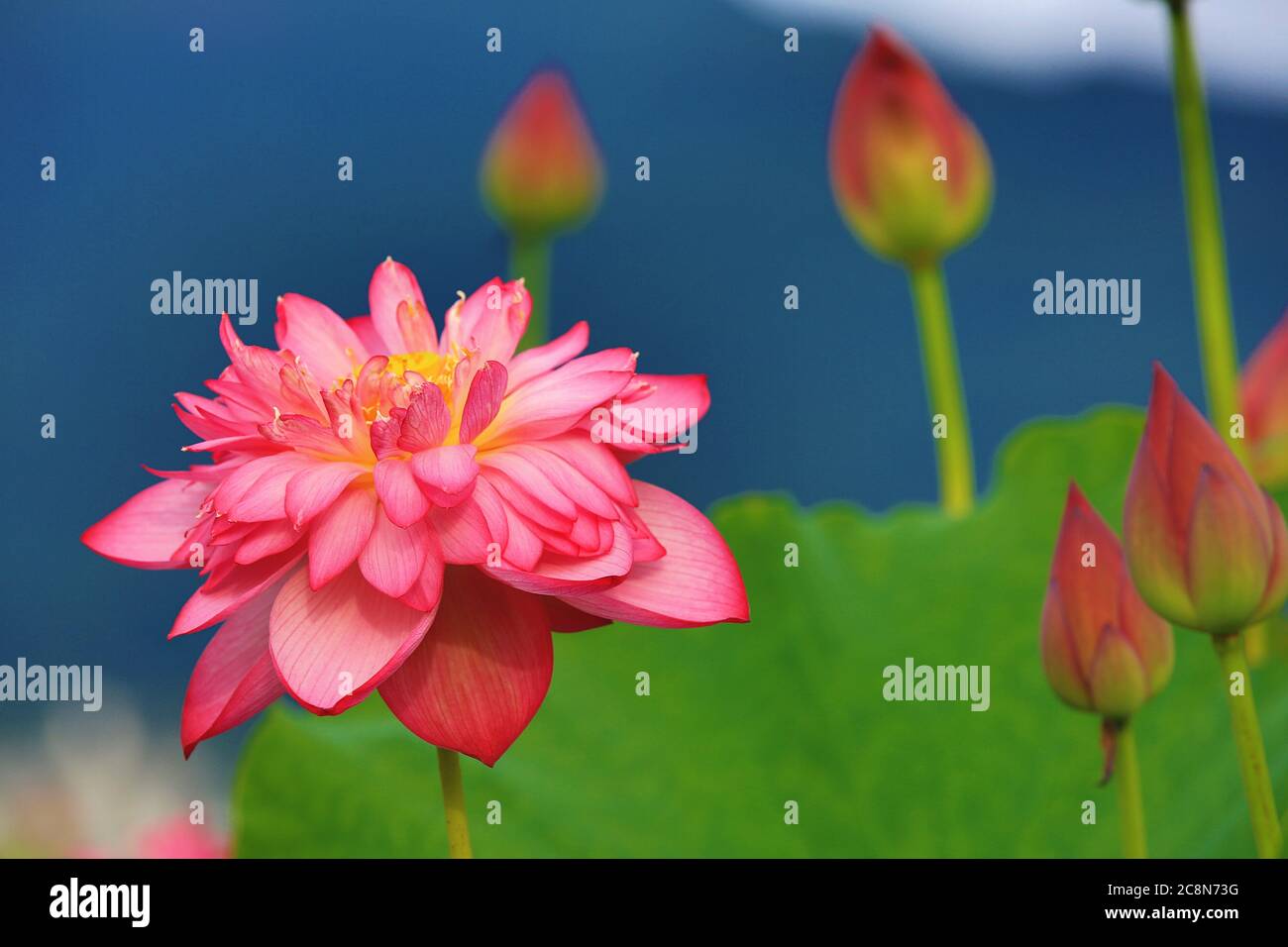 Fleur de Lotus pivoine gros plan, belle fleur de lotus pivoine rose et bourgeons fleuris dans l'étang Banque D'Images