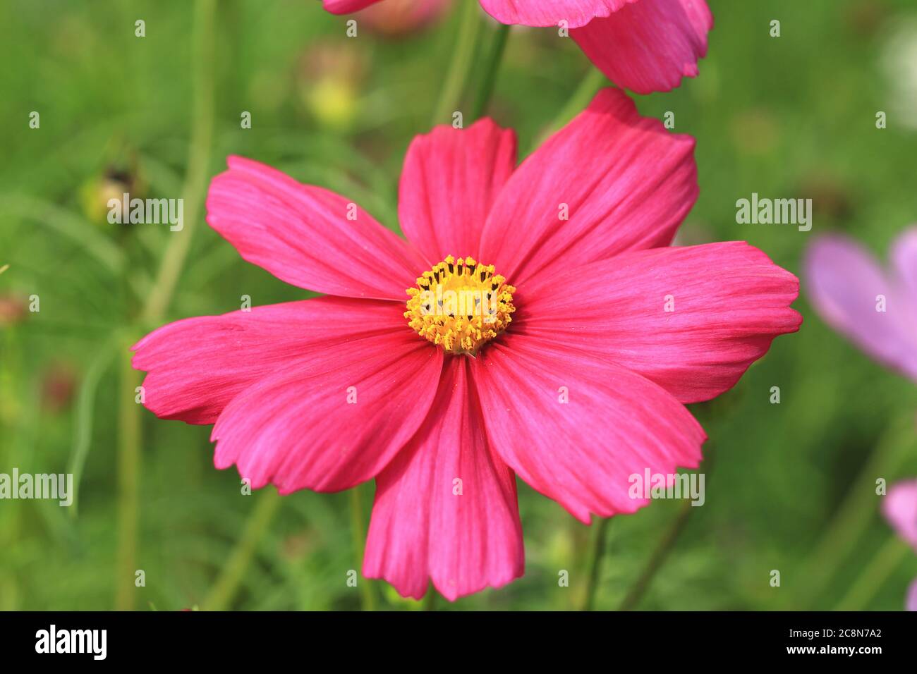 Fleur de COSMOS,gros plan de la fleur de cosmos rouges qui fleurit dans le  jardin (Common Cosmos,Cosmos bipinnata Hort,Coreopsis formosa Bonato Photo  Stock - Alamy