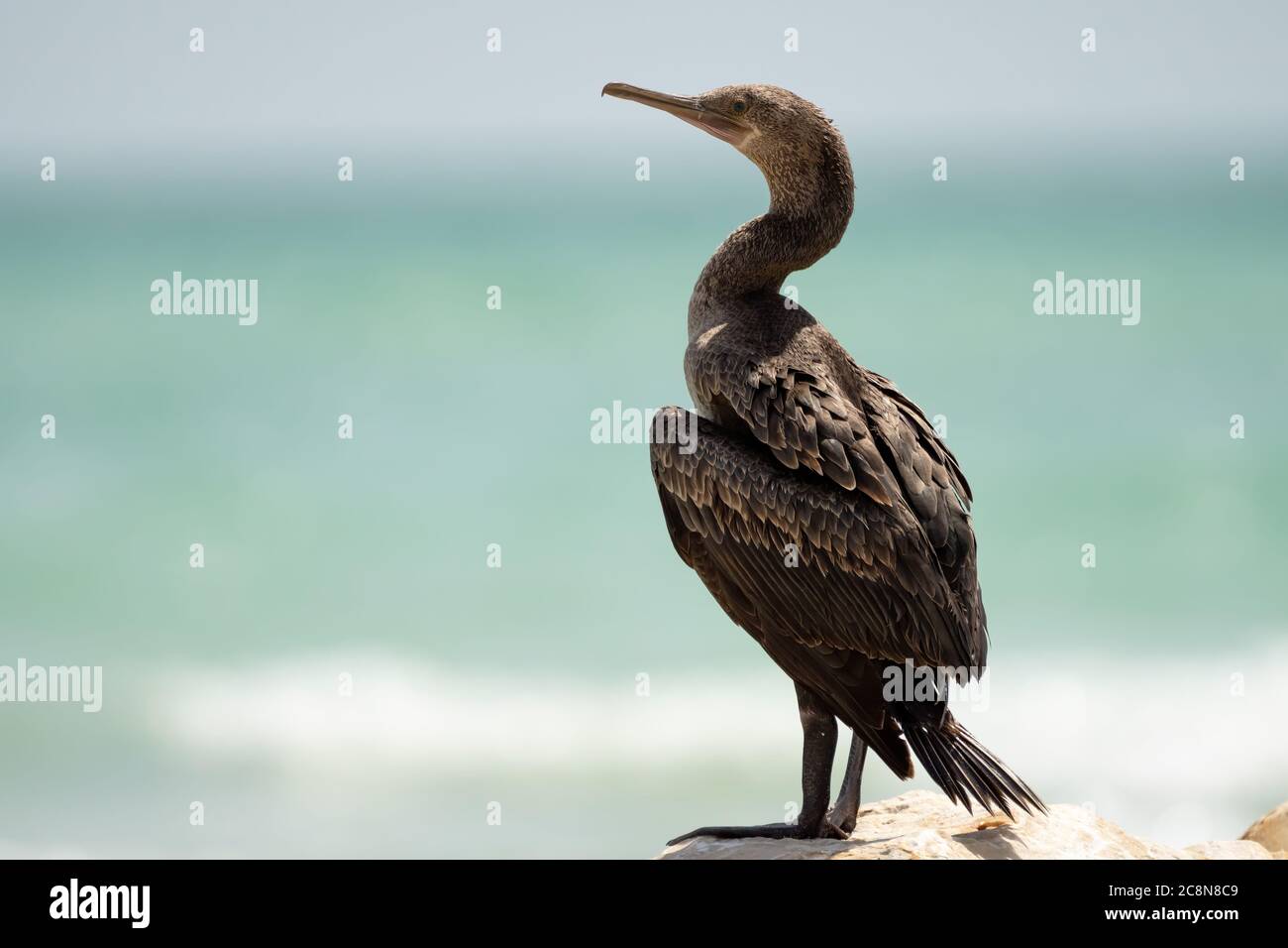 Socotra cormorant, espèce menacée de cormoran endémique du golfe Persique et de la côte sud-est de la péninsule arabique Banque D'Images