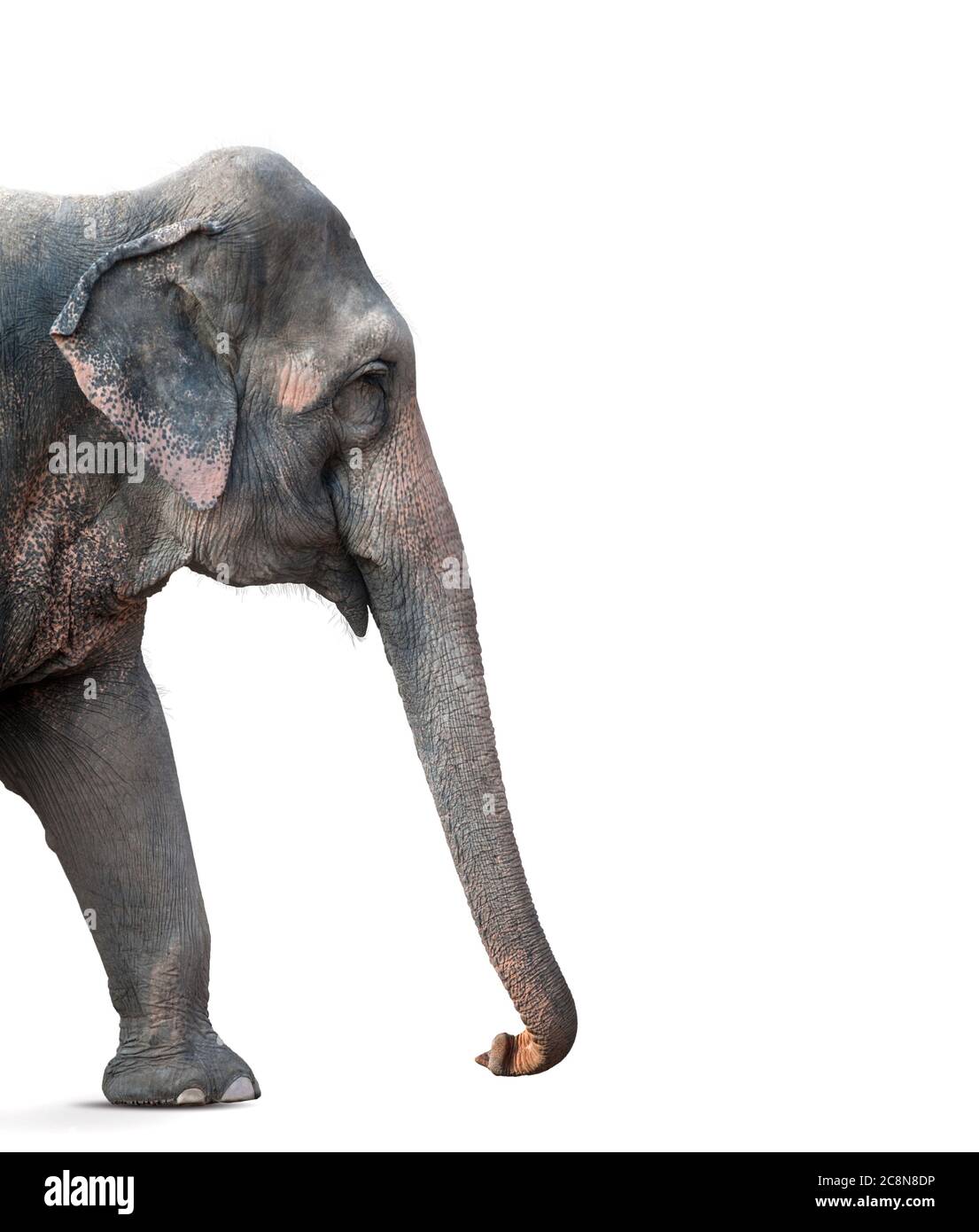 L'éléphant indien marche vers l'avant isolé sur un blanc Banque D'Images