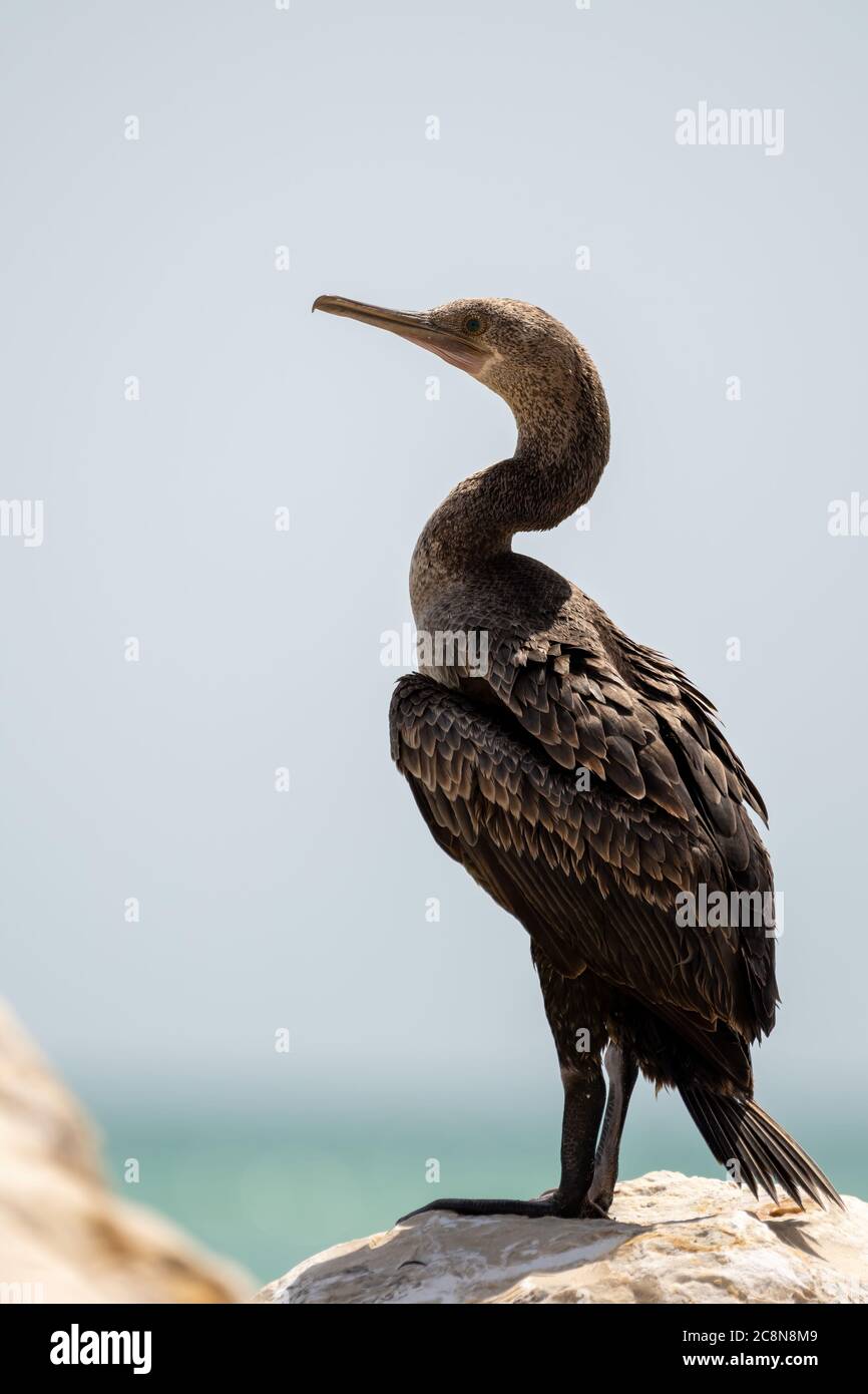 Socotra cormorant, espèce menacée de cormoran endémique du golfe Persique et de la côte sud-est de la péninsule arabique Banque D'Images