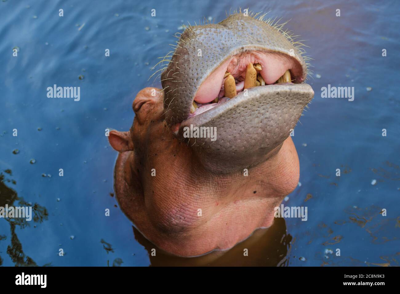 Smiling Hippo Banque D Image Et Photos Alamy Smiling Hippo Banque D Image Et Photos Alamy