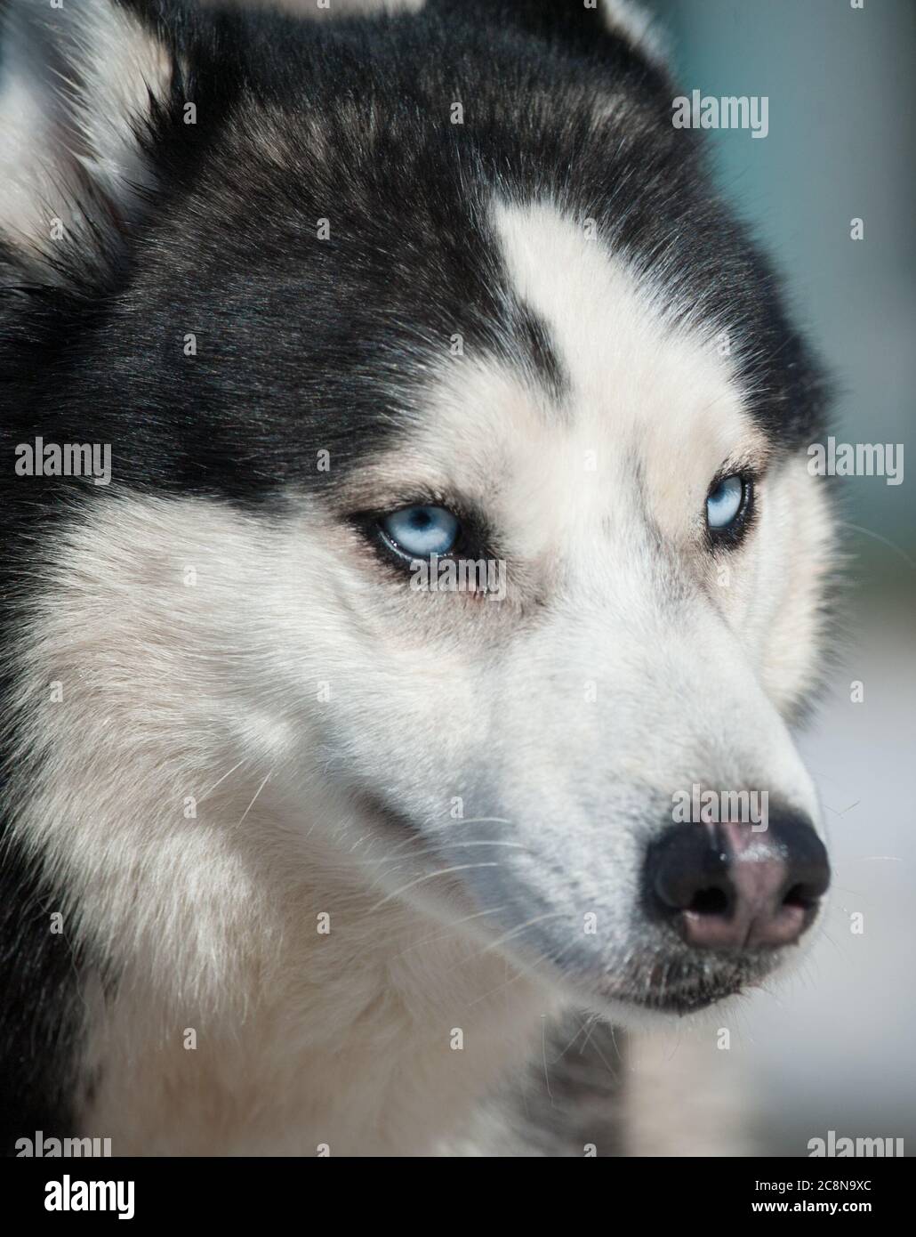 Portrait de husky de Sibérie Banque D'Images