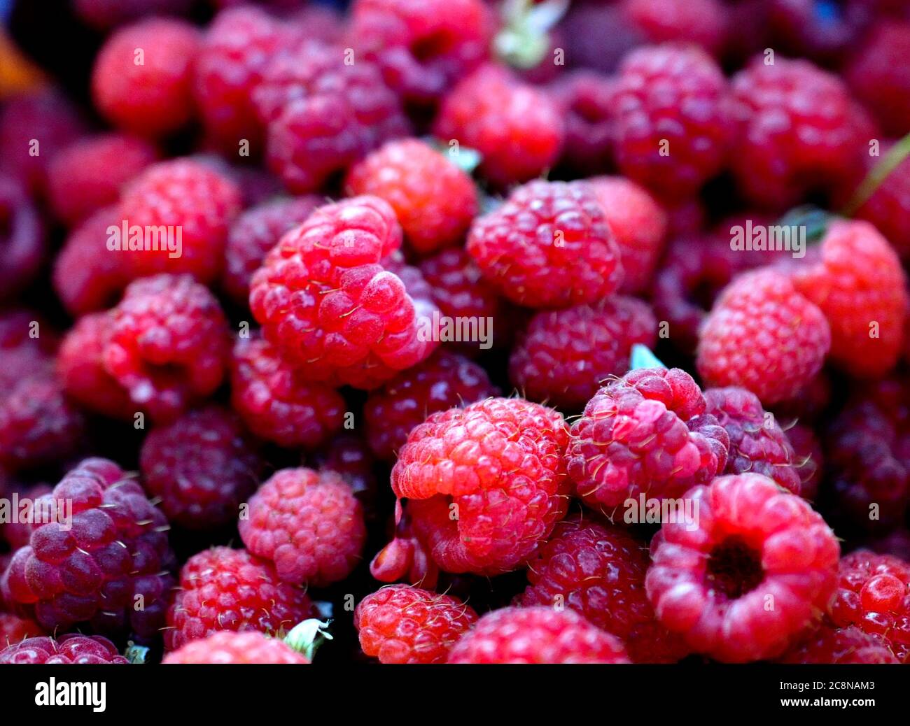 belle sélection de framboises rouges mûres fraîchement cueillies. biologiques de mon jardin. Banque D'Images