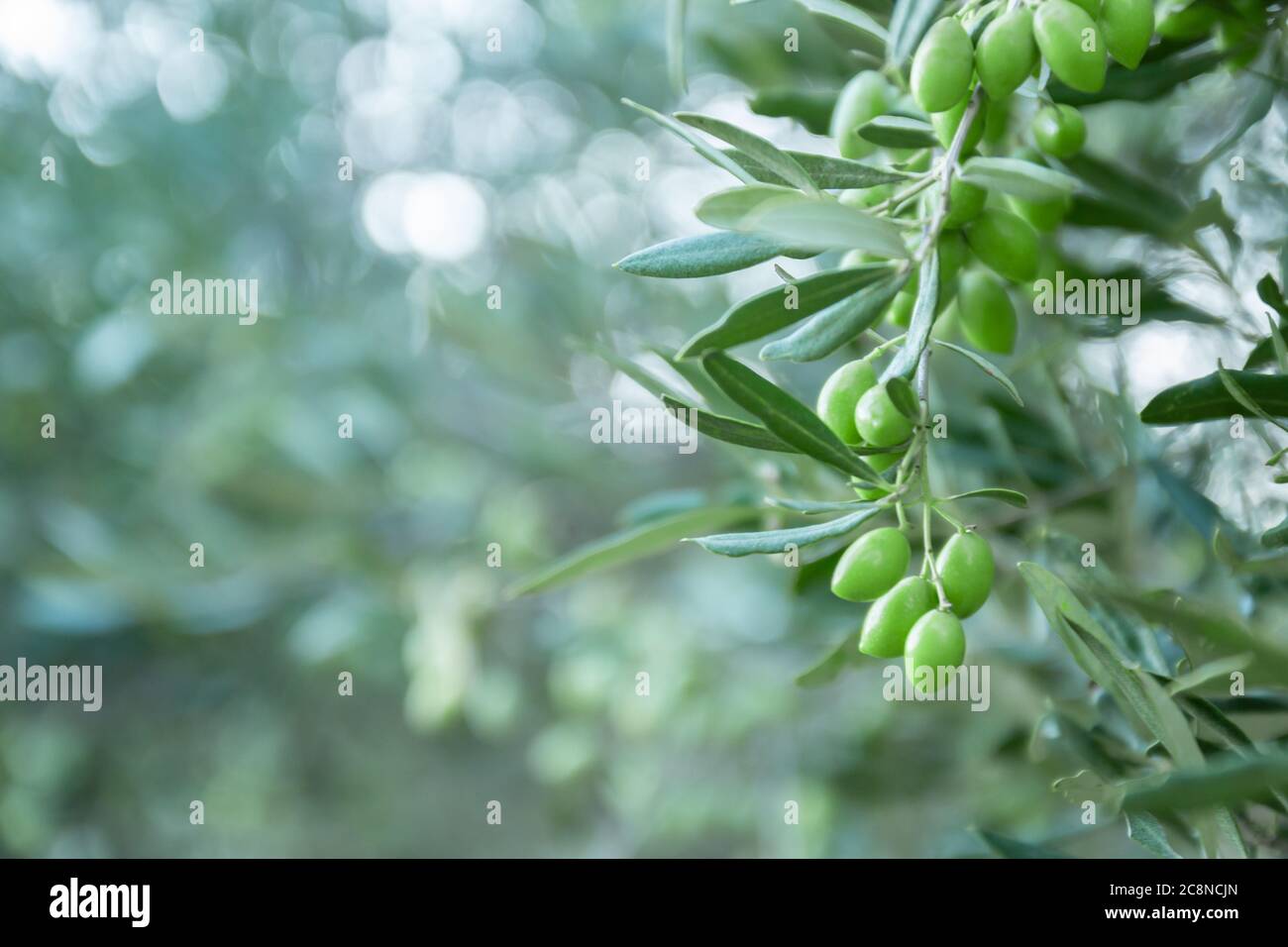 Branche d'olive avec de jeunes olives vertes sur fond flou. Olives vertes sur l'olivier. Branche avec fruits d'olive. Copier l'espace pour le texte. Olives naturelles Banque D'Images