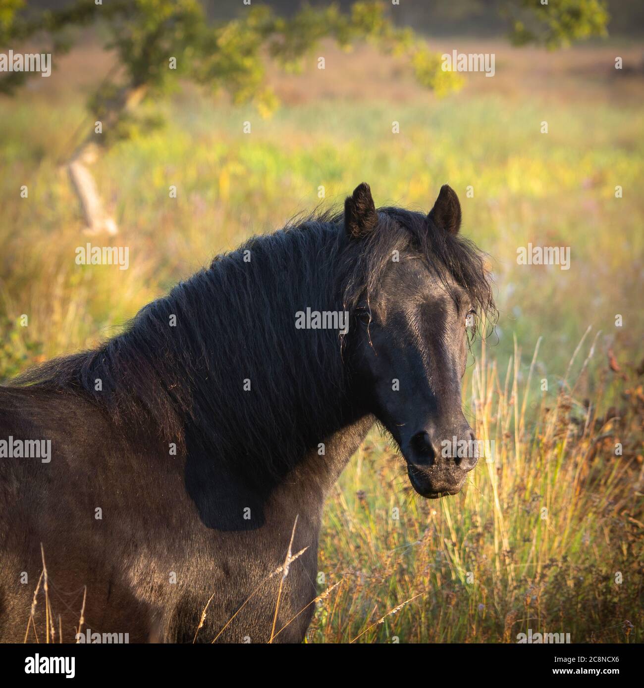 Poneys sauvages sur Roydon commun. Banque D'Images