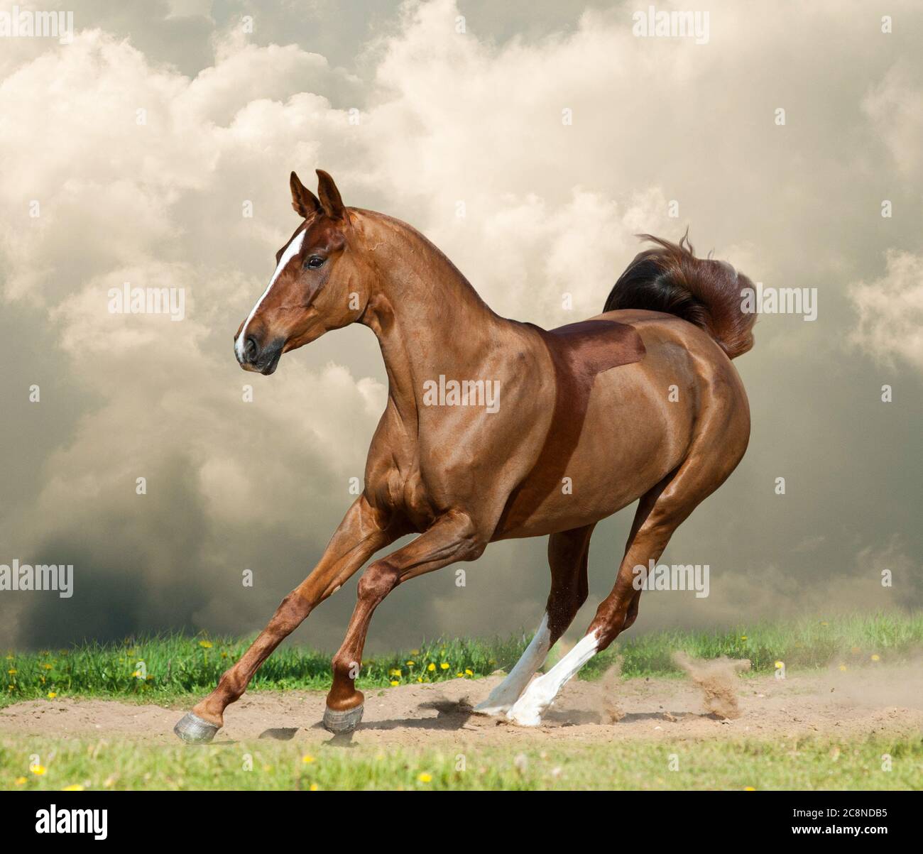 Jeune cheval de selle en galop de course Banque D'Images