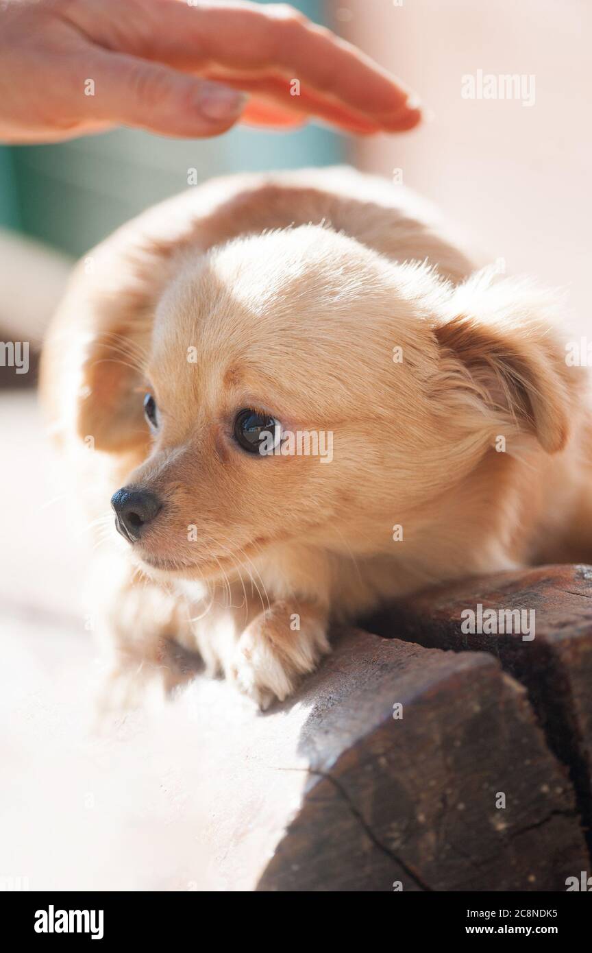 concept: soins pour un chien. Main humaine, protégeant le petit chiot chiwawa Banque D'Images