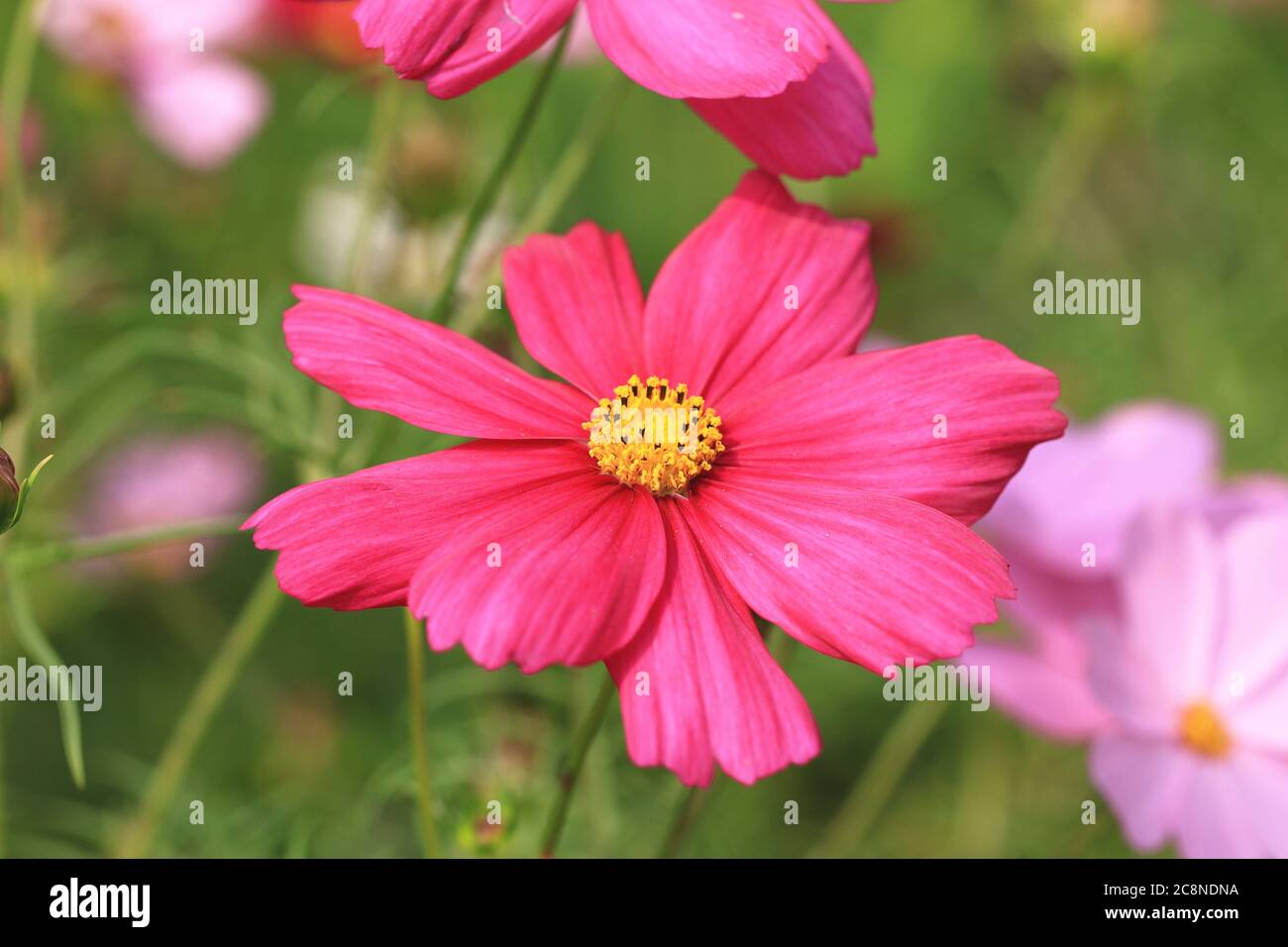 Fleur de COSMOS gros plan, fleur de cosmos rouge qui fleurit dans le  jardin, Cosmos Bipinnata Hort Photo Stock - Alamy