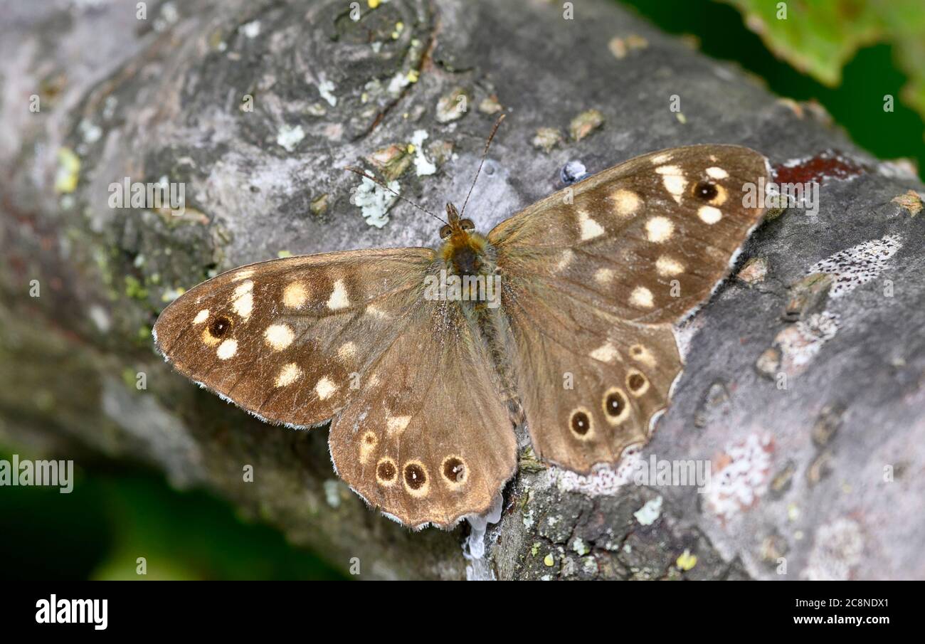 Papillon en bois moucheté (Pararge aegeria) reposant avec des ailes étalées sur une bûche Banque D'Images